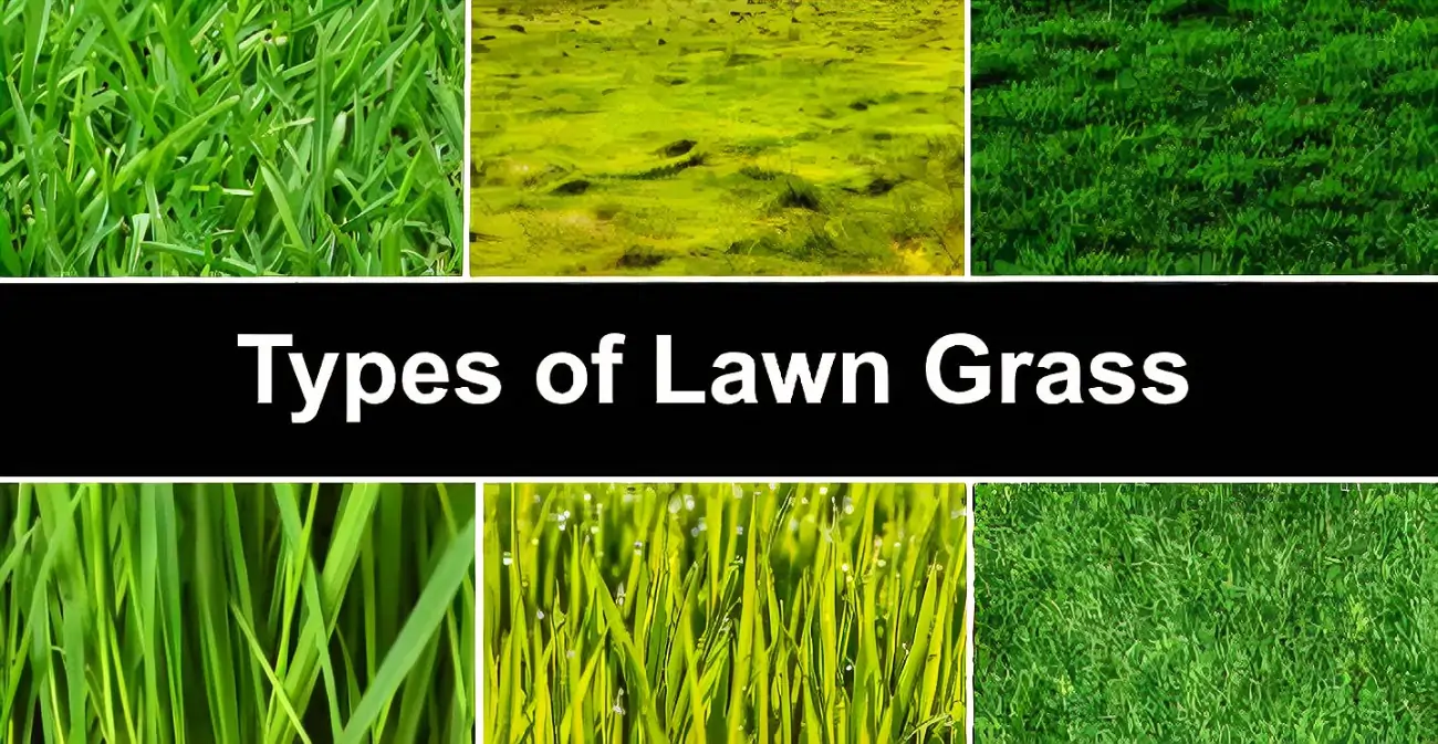 A Comprehensive Guide to Types of Grass: Choosing the Perfect Lawn 4 Your Landscape